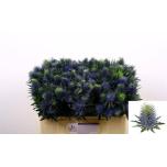 Eryngium Ogaputk Supernova Questar 50cm