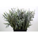 Eucalyptus Baby Blue 65cm