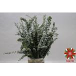 Eucalyptus Baby Blue 70cm