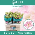 Eustoma Preeriakell Alissa First Love