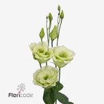 Eustoma Preeriakell Alissa Green