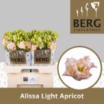 Eustoma Preeriakell Alissa Light Apricot