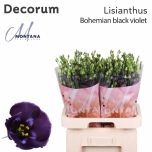 Eustoma Preeriakell Bohemian Black Violet