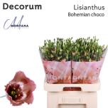 Eustoma Preeriakell Bohemian Choco