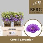 Eustoma Preeriakell Corelli Lavendel