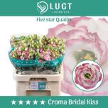 Eustoma Preeriakell Croma Bridal Kiss