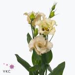 Eustoma Preeriakell Falda Apricot