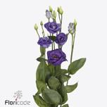 Eustoma Preeriakell Rosita Blue