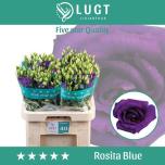 Eustoma Preeriakell Rosita Blue