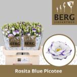 Eustoma Preeriakell Rosita Blue Picotee