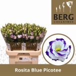 Eustoma Preeriakell Rosita Blue Picotee