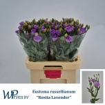 Eustoma Preeriakell Rosita Lavender