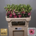 Eustoma Preeriakell Rosita Pink