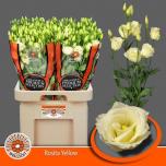 Eustoma Preeriakell Rosita Yellow