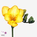 Freesia Dukaat