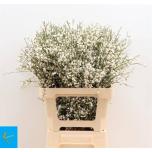 Genista valge 70cm (pk)