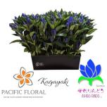 Gentiana Emajuur sinine 50cm