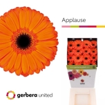 Gerbera GR Applause*15