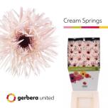 Gerbera GS Cream Springs