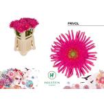 Gerbera KV Frivol*10