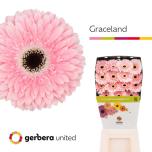 Gerbera GR Graceland*15