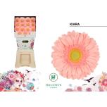 Gerbera GR Kiara*15