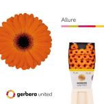 Gerbera MINI Allure*20