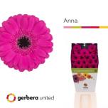 Gerbera MINI Anna*20