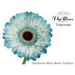 Gerbera MINI Blue Tattoo*20