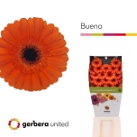 Gerbera MINI Bueno*20