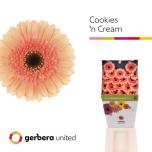 Gerbera MINI Cookies N Cream*20