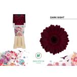 Gerbera MINI Dark Night*20