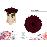 Gerbera MINI Dark Night*20