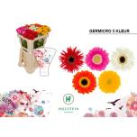 Gerbera NA Micro mix*20