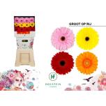 Gerbera GR MIX*15