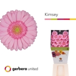 Gerbera MINI Kimsey*20