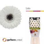 Gerbera MINI Lido*20