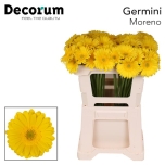 Gerbera mini Moreno*20