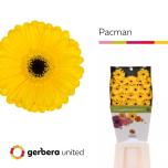 Gerbera MINI Pacman*20