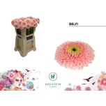 Gerbera MB Belfi*20