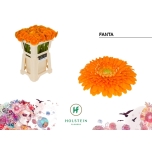 Gerbera mini Pomponi Fanta*20