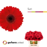 Gerbera MINI Suri*20