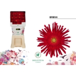 Gerbera KV Pasta Brenn*15