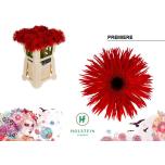 Gerbera GS Premiere *10