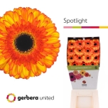 Gerbera GR Spotlight*15
