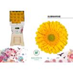 Gerbera GR Submarine*15