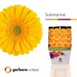 Gerbera GR Submarine*15