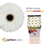 Gerbera GR White House*15