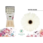 Gerbera GR White House*15