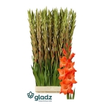 Gladiolus Gladiool Live Oak